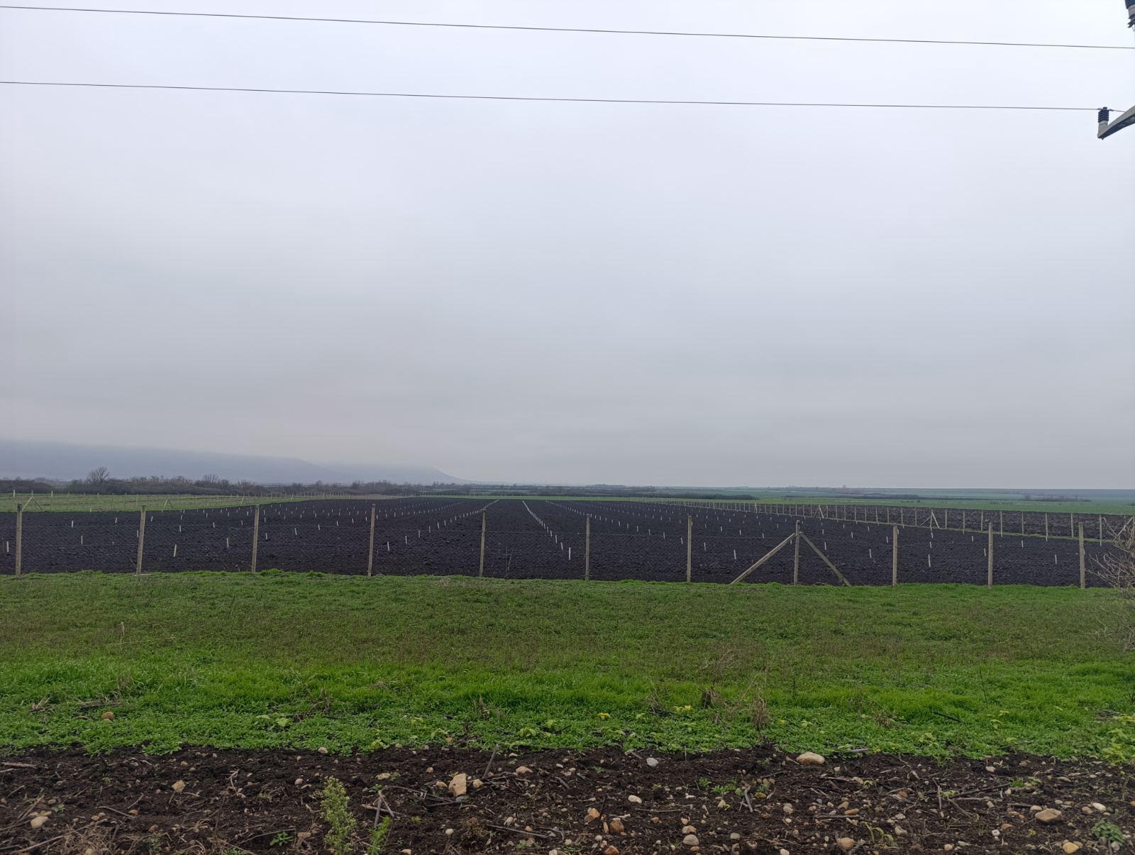 Plantaža oraha 2025 - 15.12.2025