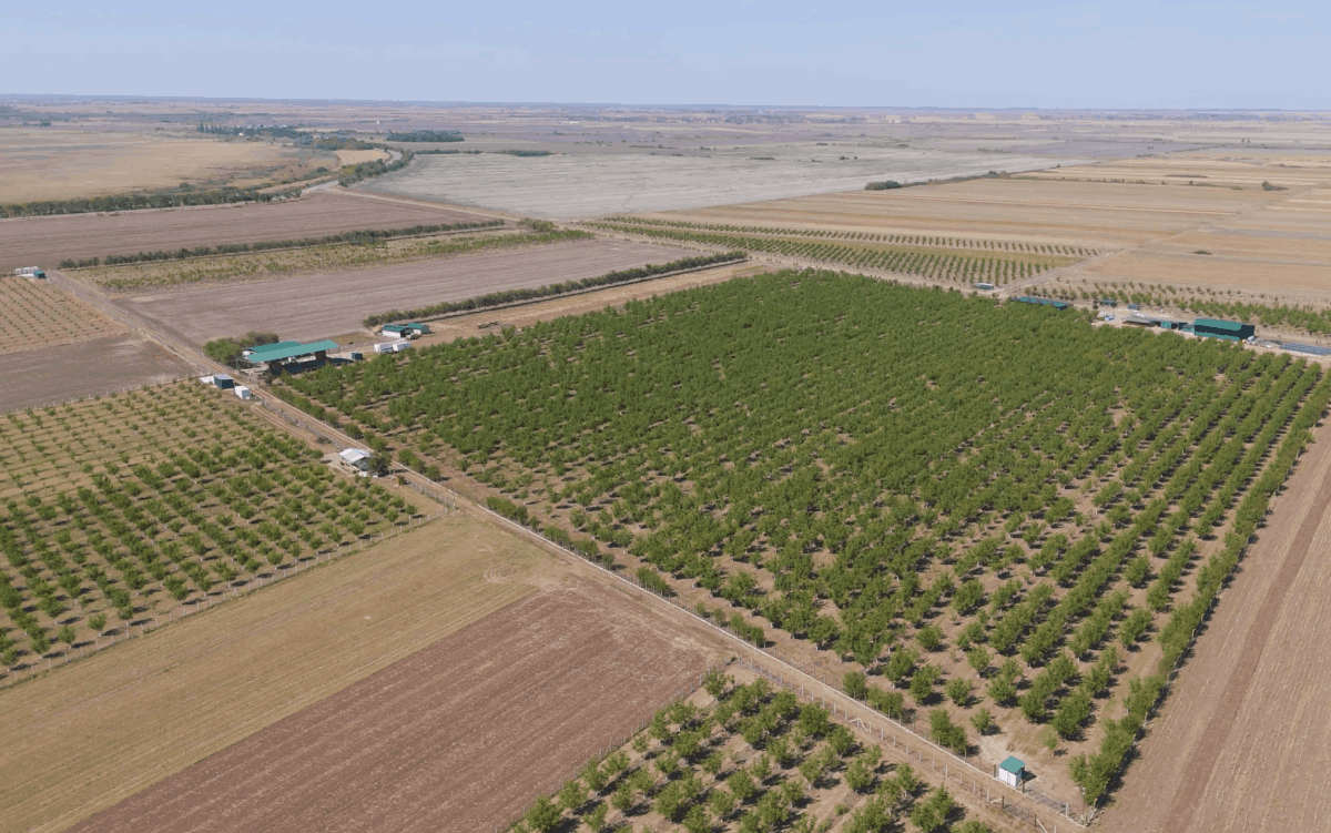 Pokretanje plantaže oraha - Kompletan vodič